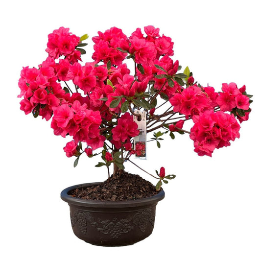 Potted Hershey's Red Azalea plant with bright magenta-pink blooms