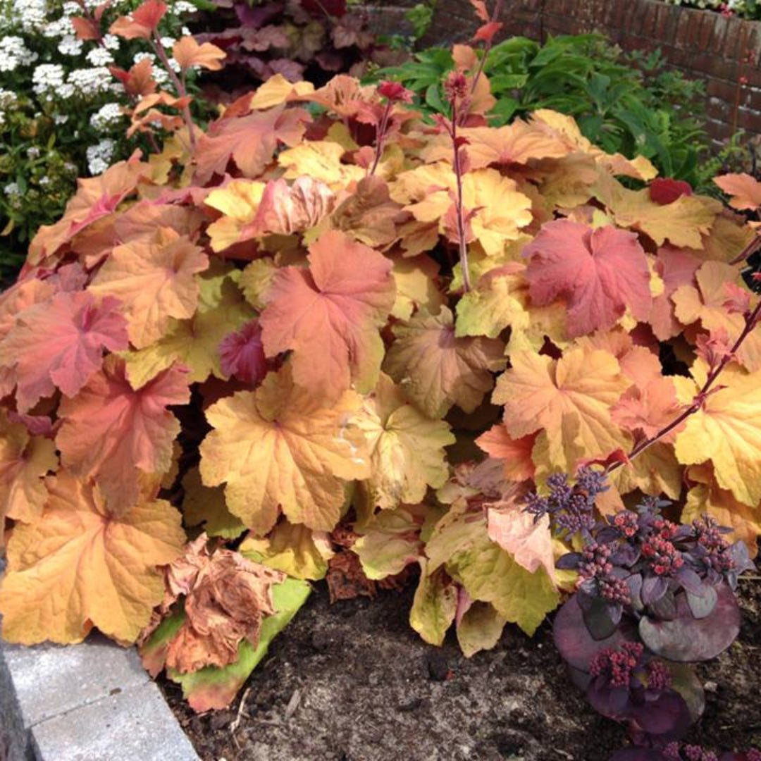 Caramel Coral Bells ornamental foliage plant for shade gardens