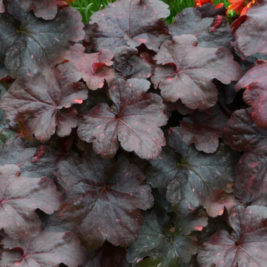 Black Taffeta Coral Bells – Glossy Near-Black Shade Perennial with white to blush (small summer wand flowers; grown for gloss