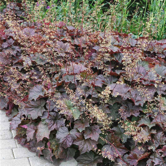 Heuchera Palace Purple hardy shade perennial