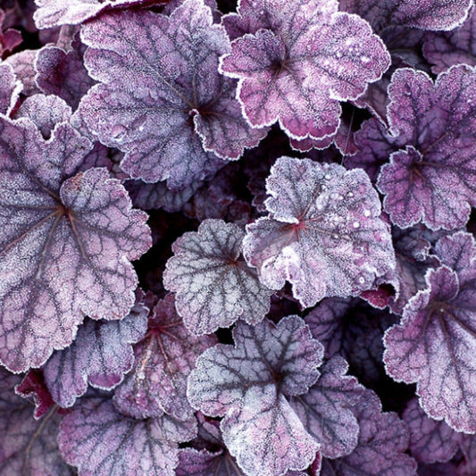 (1 Gallon) Heuchera 'Sugar Plum' Coral Bells