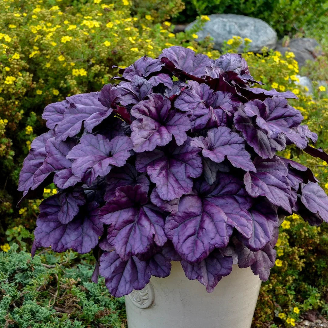 Heuchera Dolce® 'Wildberry' Coral Bells