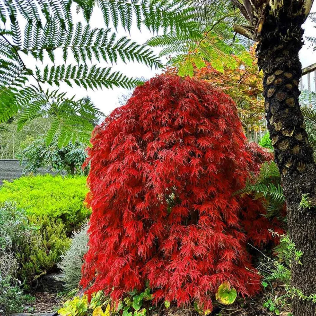 Orangeola Japanese Maple display with vibrant red and orange leaves