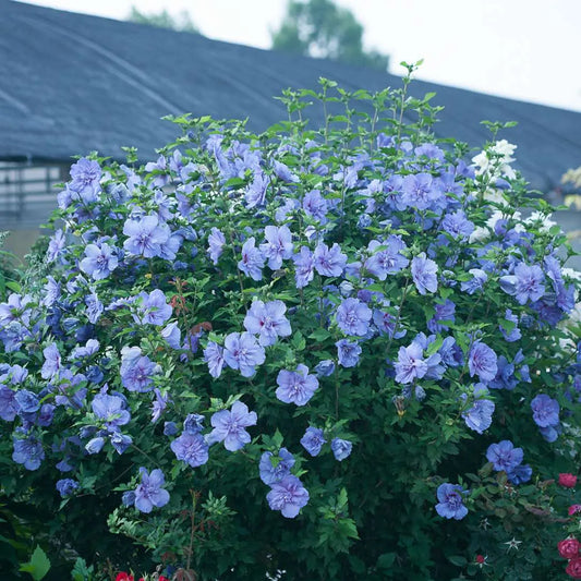 Hibiscus Blue Chiffon with green leaves