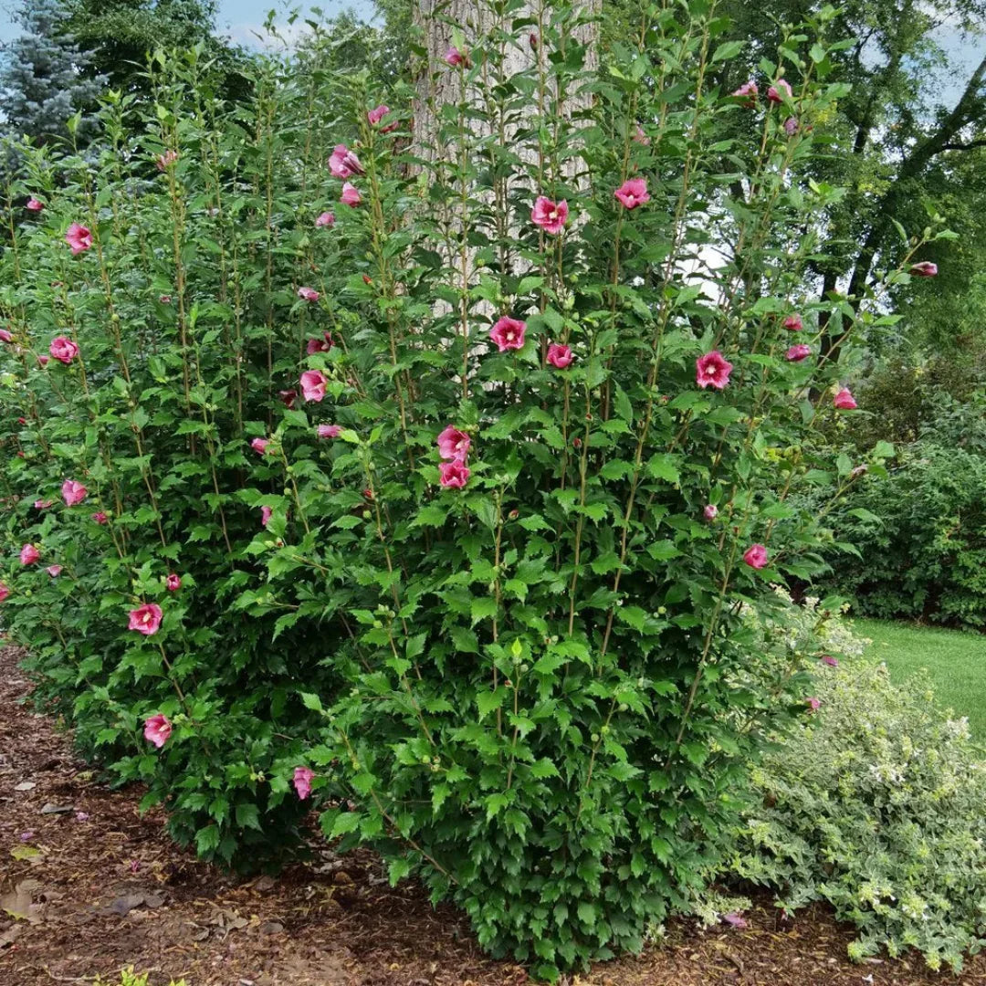 Group of Lucy Red Rose of Sharon and Althea Shrubs for Sale