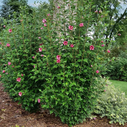 Group of Lucy Red Rose of Sharon and Althea Shrubs for Sale