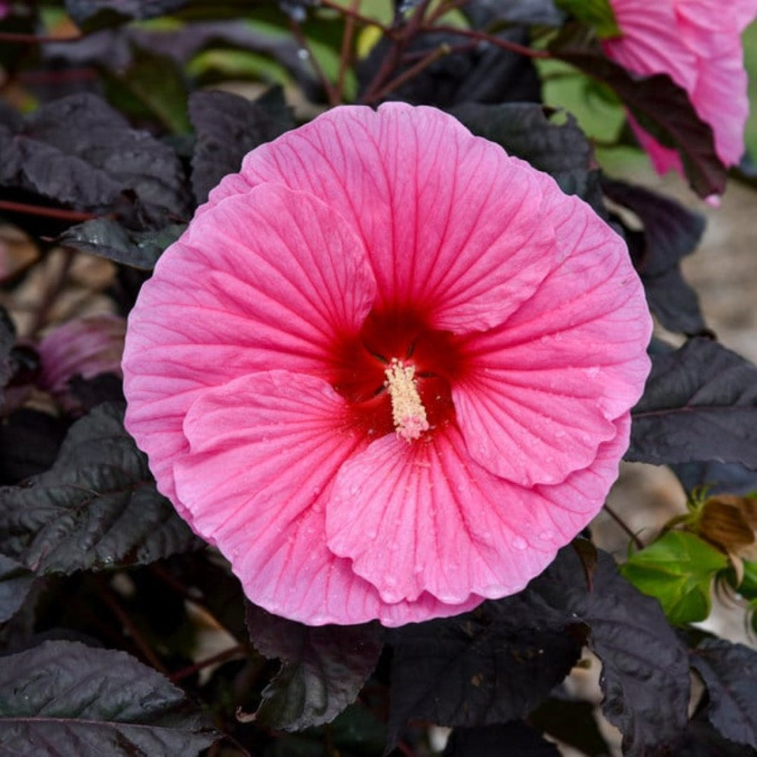 Hibiscus Summerific 'Edge of Night'