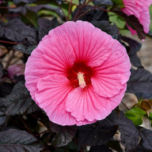 Hibiscus Summerific 'Edge of Night'