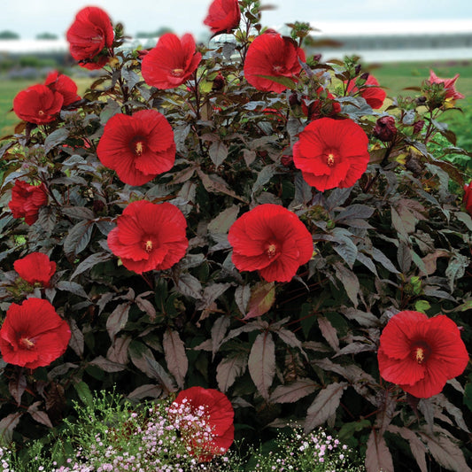 Hibiscus 'Midnight Marvel