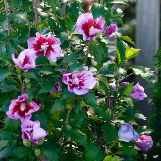 Purple Pillar hibiscus plant for narrow garden spaces
