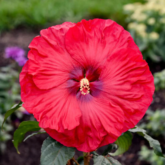 Hibiscus Summerific 'Valentine's Crush' – evergreen