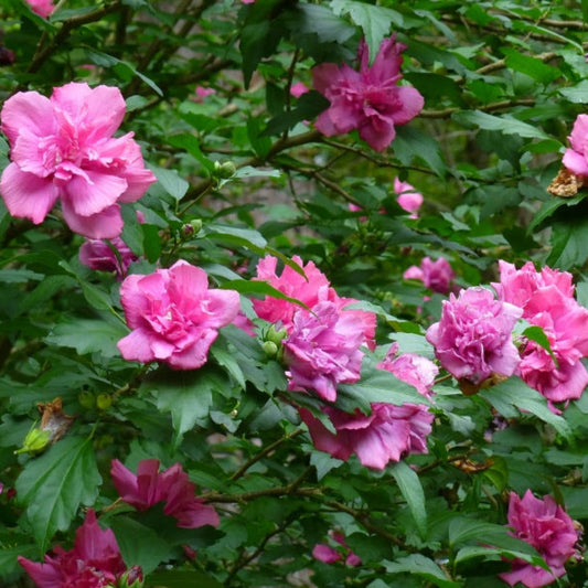 Group of Lucy Althea Double Rosy Red Trees in nursery