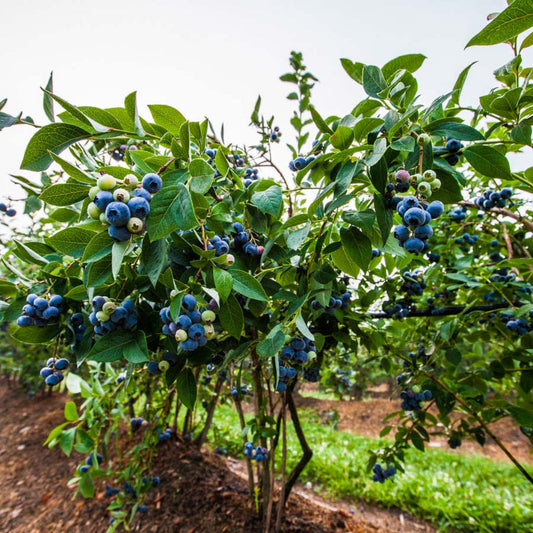 Highbush Meadowlark Blueberry variety with heavy berry production