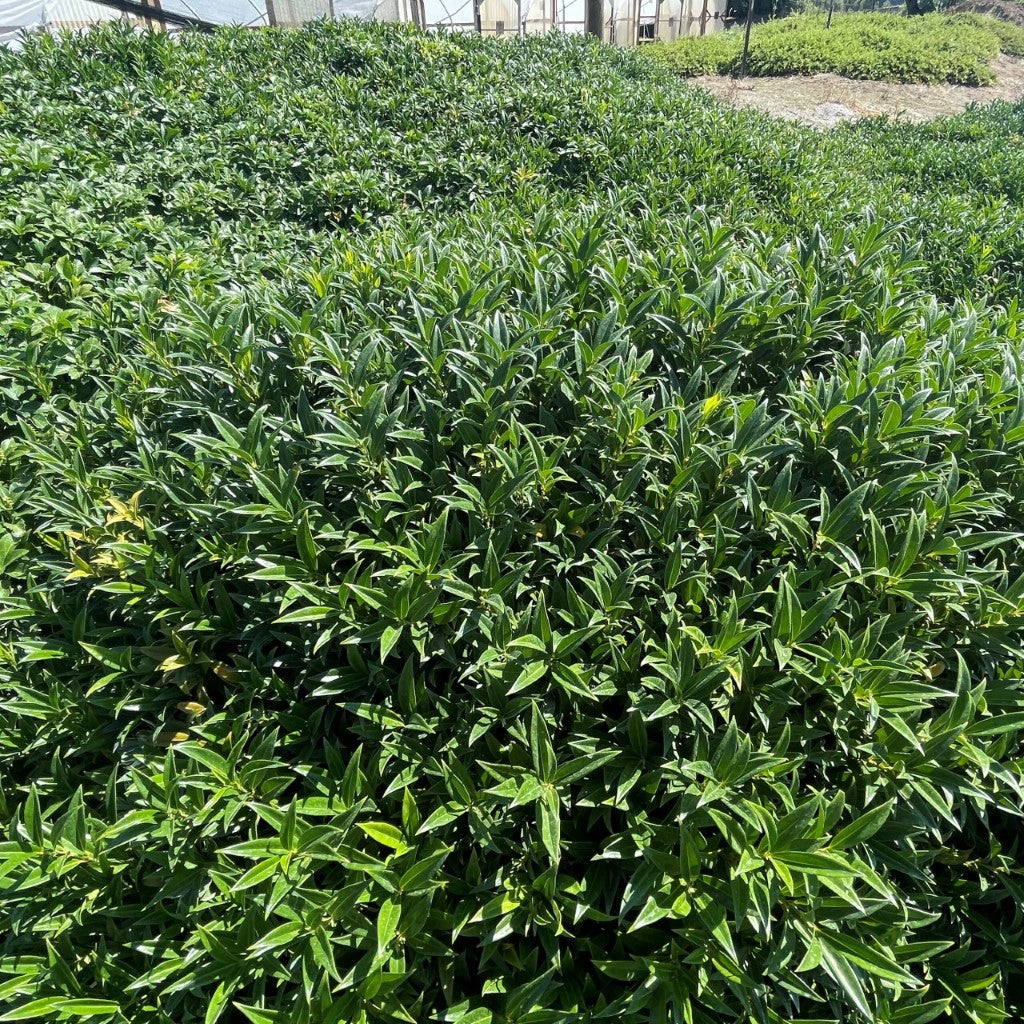 Fragrant Sweet Box Sarcococca