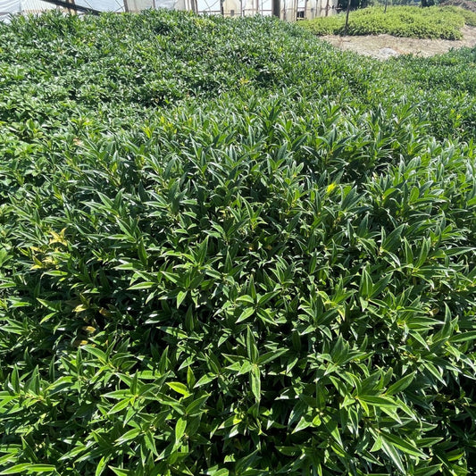Fragrant Sweet Box Sarcococca