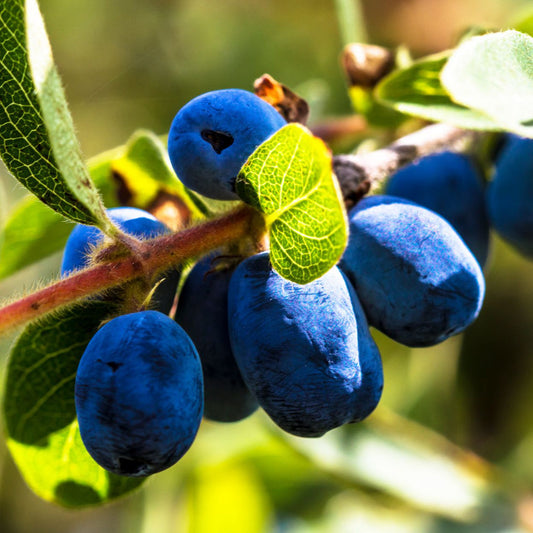 Close view of ripe honeyberries harvested from a mature honeyberry plant