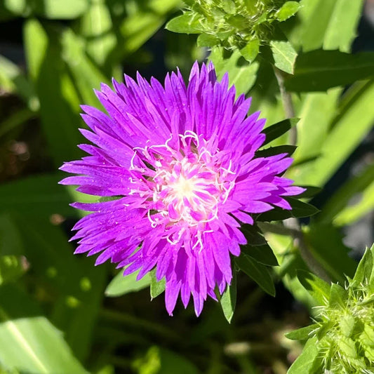 Henry Song Purple – shrub