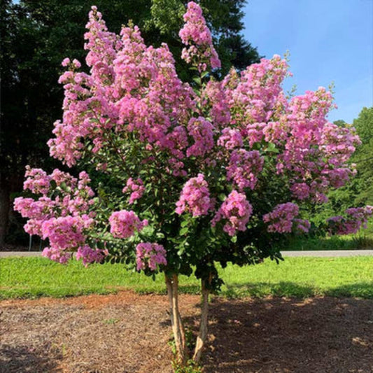 Pocomoke Dwarf Crape Myrtle – Deep Rose-Pink Blooms | Zones 6–9 live plant for landscaping and home gardens