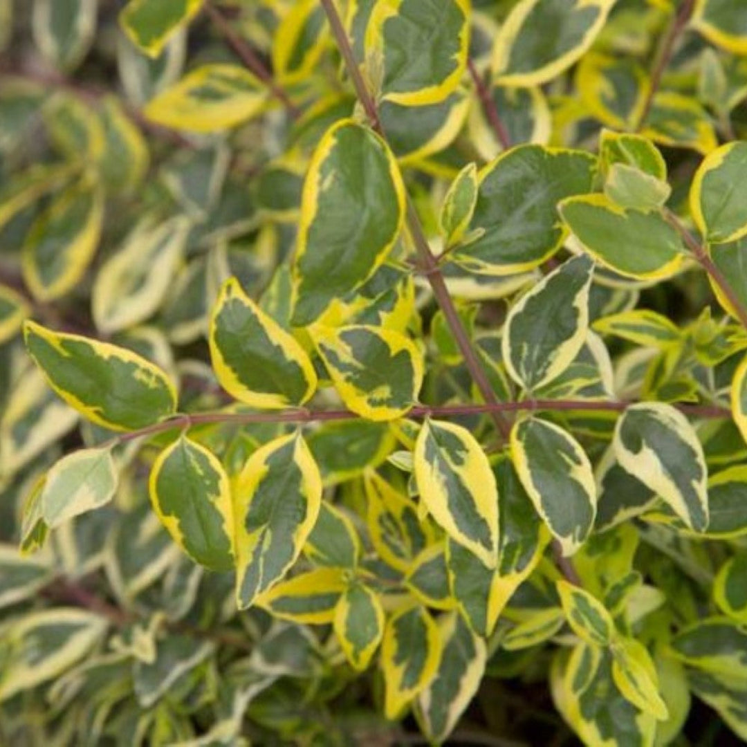 Hopley's Abelia