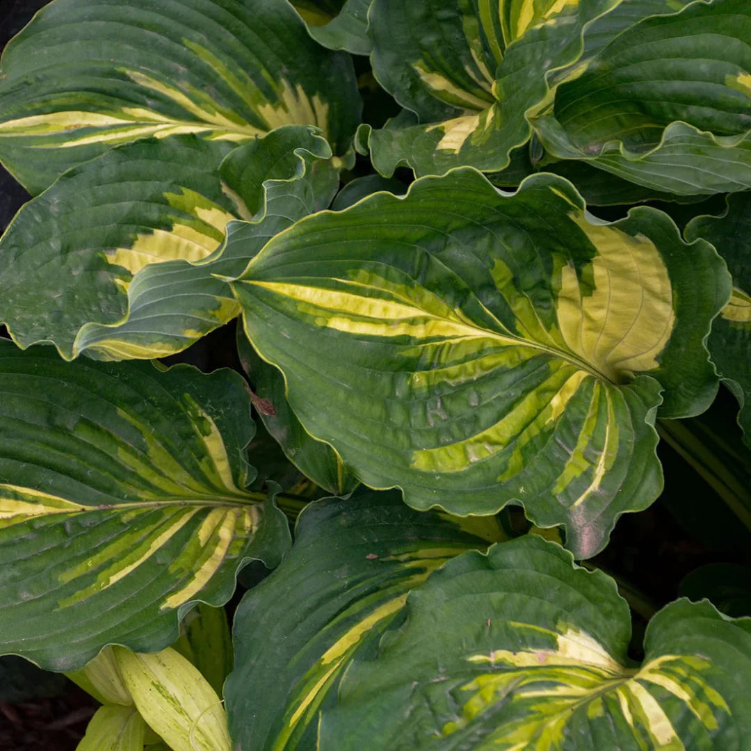 Hosta 'Lakeside Paisley' – hosta