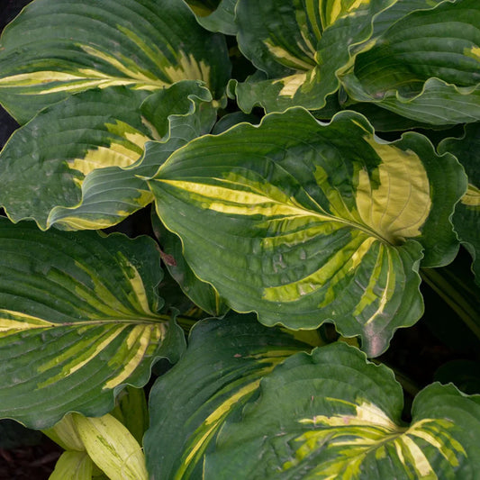 Hosta 'Lakeside Paisley' – hosta