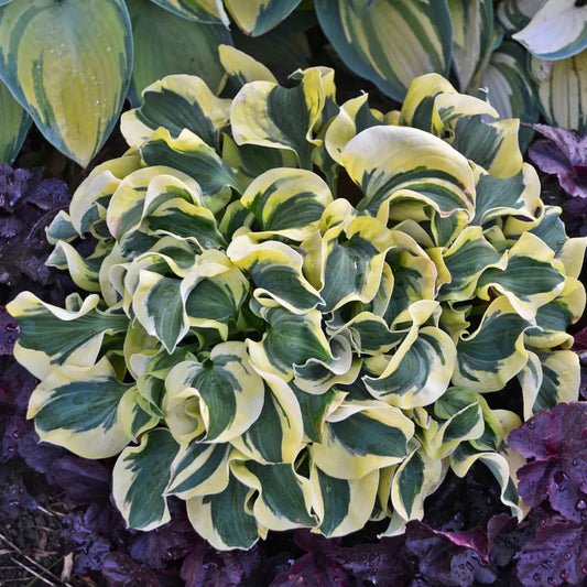 Hosta 'Mini Skirt' – hosta