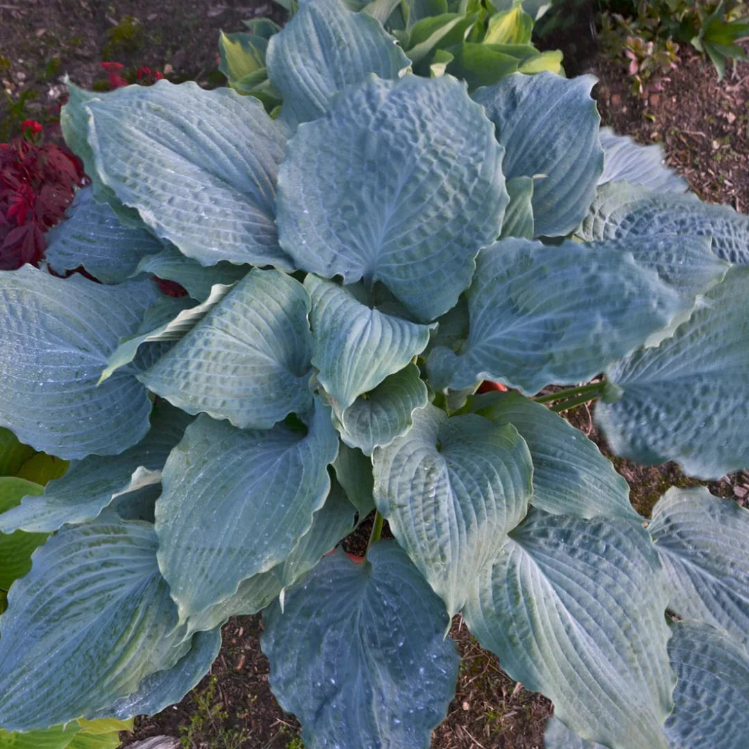 Hosta Shadowland 'Diamond Lake' – hosta