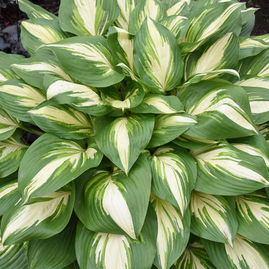 Hosta Shadowland 'Miss America' – hosta
