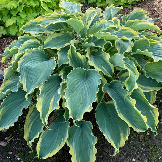 Hosta Shadowland 'Voices In the Wind'