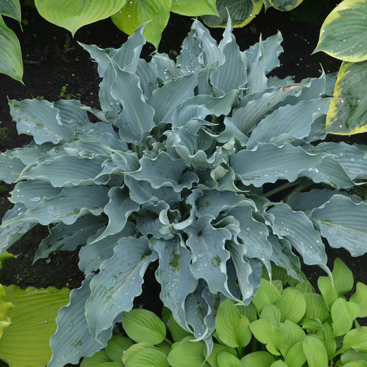 Waterslide Shadowland Hosta – Narrow Wavy Bright Gold Shade Perennial with lavender (above rippling narrow blue-green wavy le