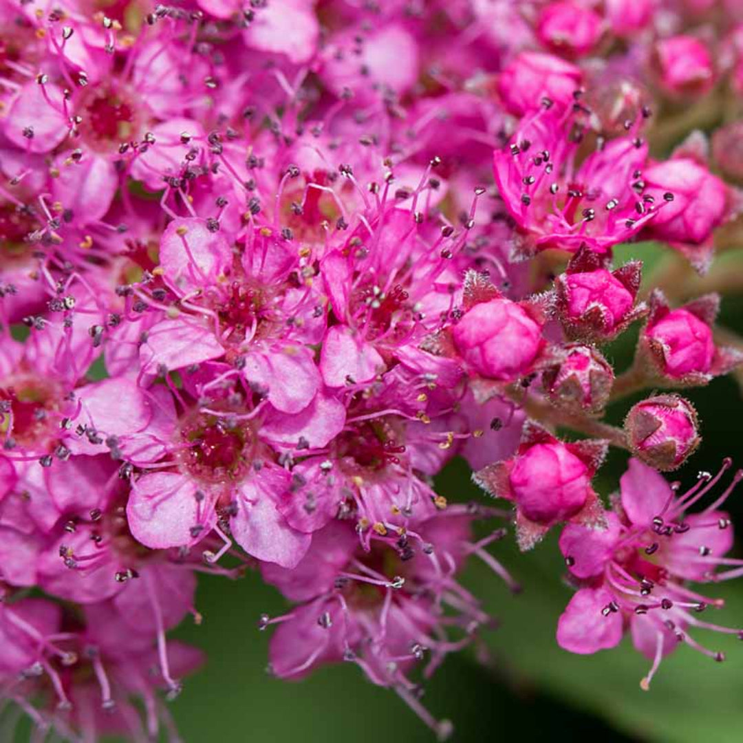 homeandgardensforless.com