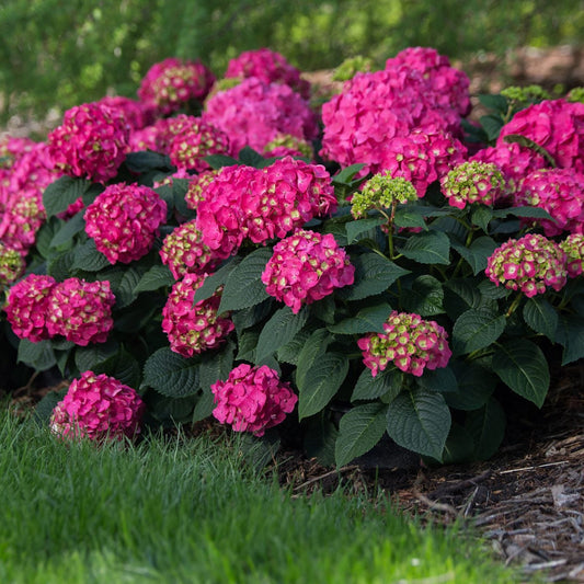 Summer Crush Hydrangea blooming with pink flowers