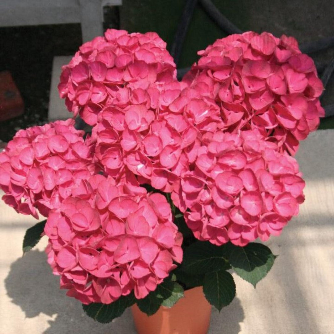 Hydrangea Akadama plant with stunning pink and white flower clusters at Pixies Gardens
