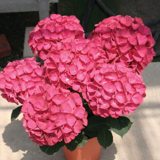 Hydrangea Akadama plant with stunning pink and white flower clusters at Pixies Gardens