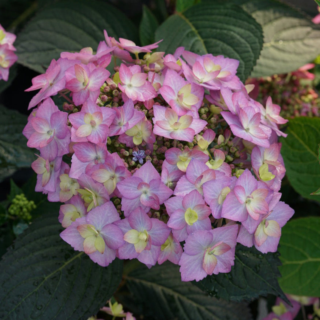Vibrant Let’s Dance Can Do Hydrangea plant with compact growth and colorful blooms