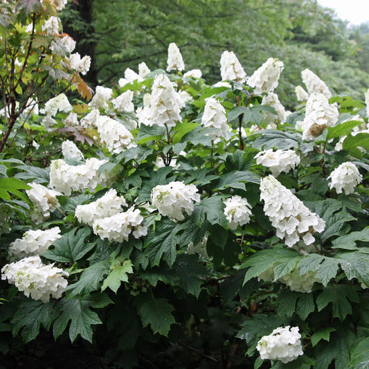 Snow Queen Oakleaf Hydrangea Bush with Snowy White Flowers and Bold Leaves