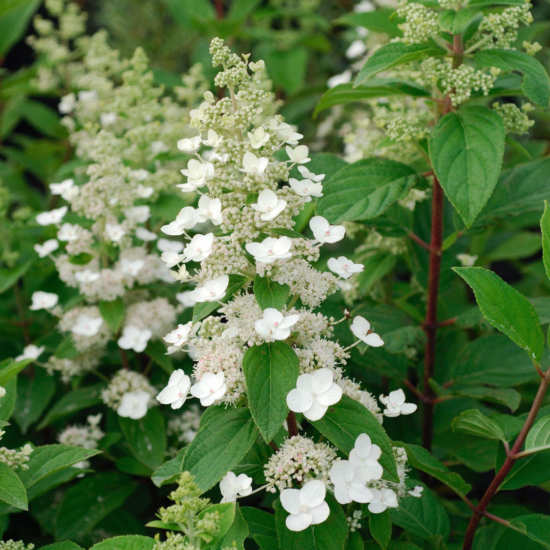 Tardiva Hydrangea Bush Displaying Full White Blossoms