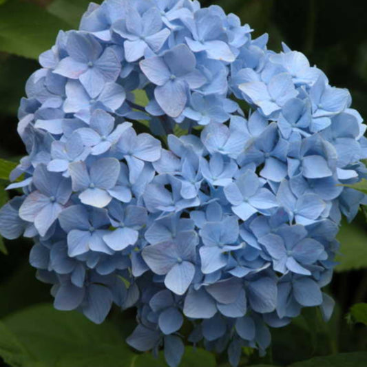 Bright blue blossoms of Hydrangea Macrophylla Dooley