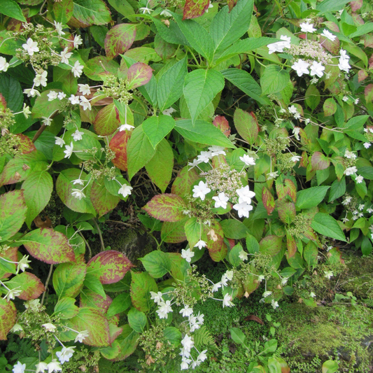 Stunning flowers from Fuji Waterfall Hydrangea flowering plants