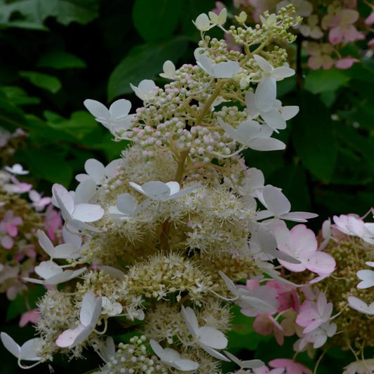 Tall Chantilly Lace Hydrangea with Lush White Flowers