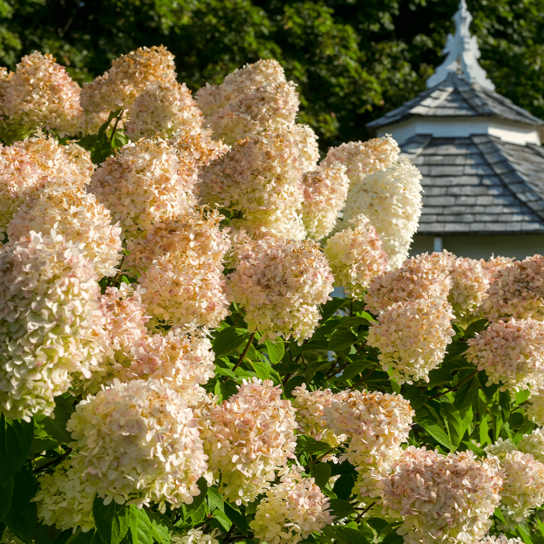Grandiflora PG Hydrangea Bush with Tall White Panicle Flowers