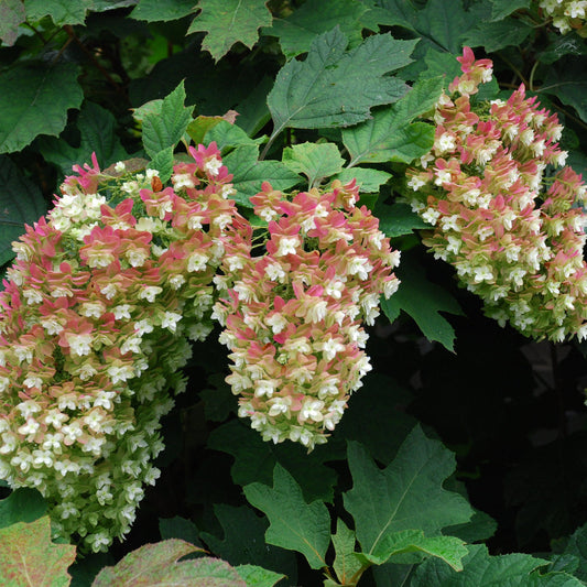 Snowflake Oakleaf Hydrangea shrub with layered double white blooms