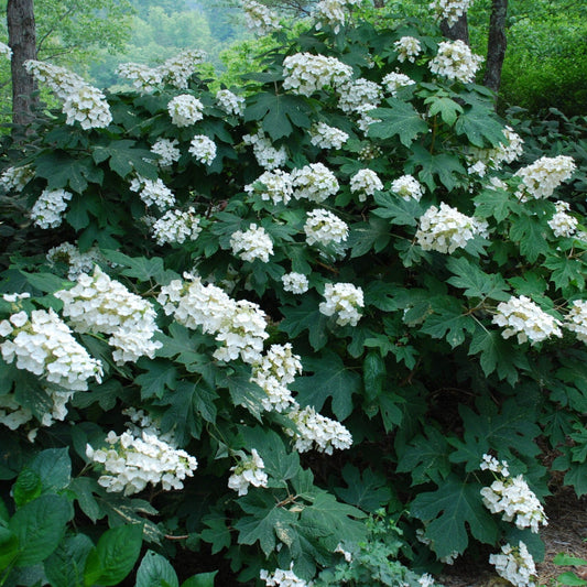Oakleaf Hydrangea Bush for Sale Stunning White Flowering Shrub for Landscapes