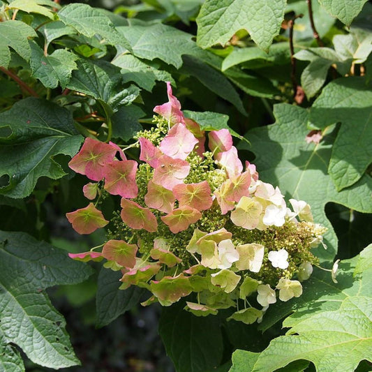 Sikes Dwarf Oakleaf Hydrangea Bush with White Flowers and Compact Habit