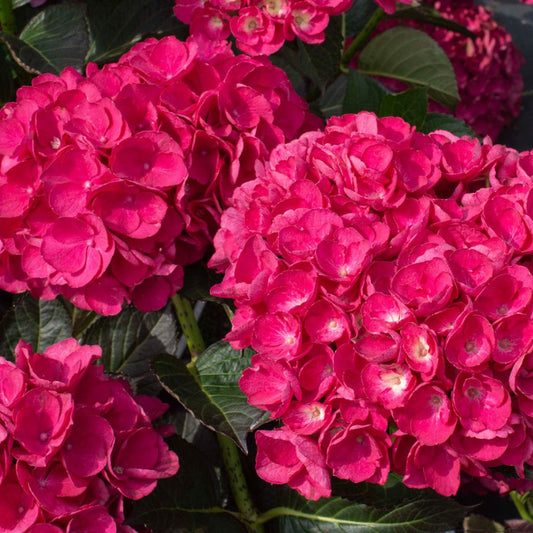 Beautiful Hydrangea Akadama shrub showing large pink blooms and lush green foliage