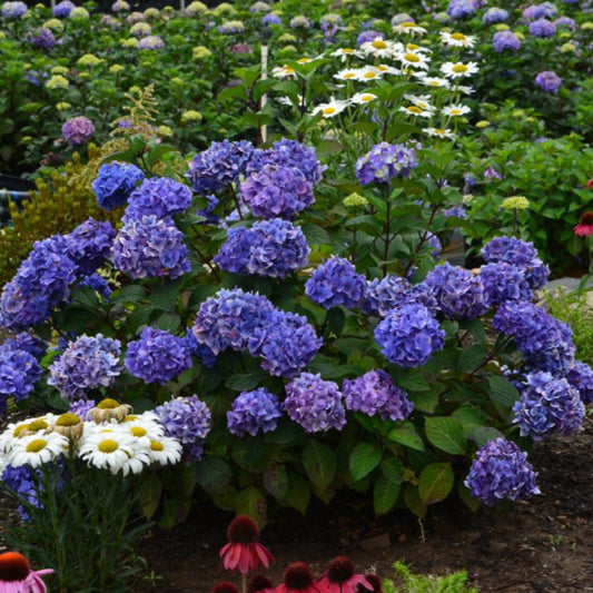 Bloomstruck Endless Summer Hydrangea with Bright Green Foliage