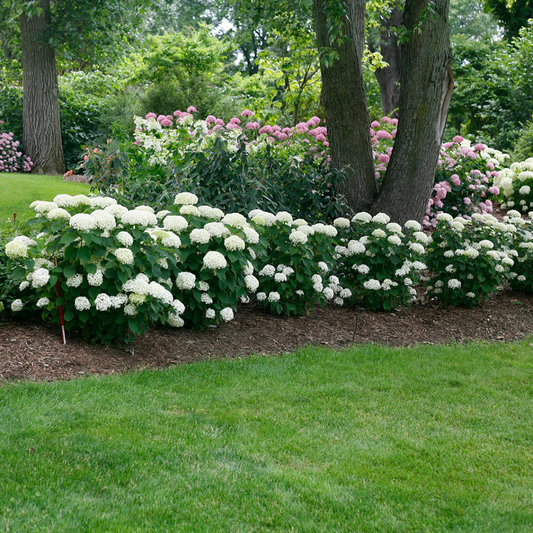 Invincibelle Limetta Hydrangea Bush with Fresh Green Panicle Blooms