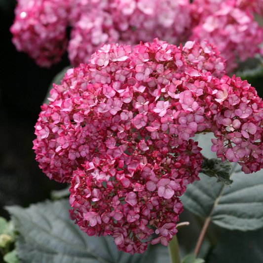 Hydrangea Invincibelle Ruby plant with deep pink blooms and green leaves from Pixies Gardens