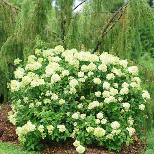 Little Lime Hydrangea Bush Blooming in Part Shade