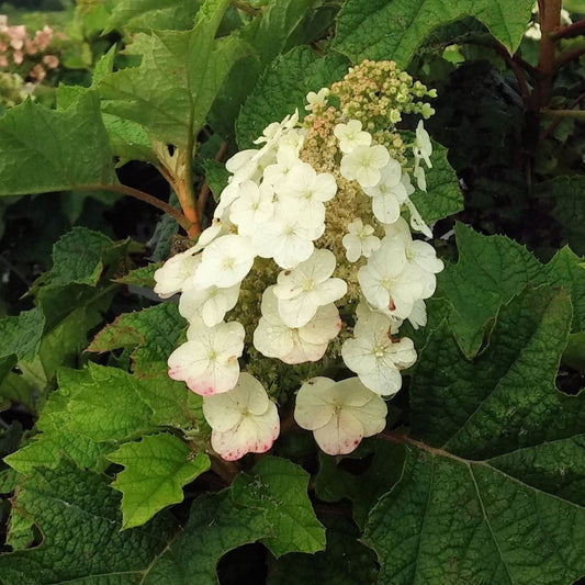 Pee Wee Oakleaf Hydrangea Perfect for Borders and Foundation Plantings